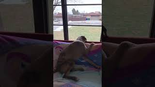 Weird things my dog does #shorts #funny #fyp #sick #dog #dogs #utah #yourubeshorts #cute