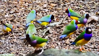 Gouldian Finch, genetic variation of color, bird of ancient origin from Oceania