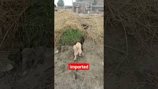 Dog is working hard#foryou #viral #youtubeshorts