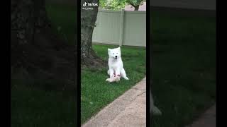 For Dog Lovers TIKTOK!!! #79 #shorts