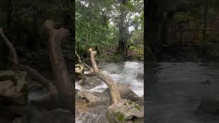 Visiting Noisy River Jamaica🏞️ #shorts #river #noisyriver #jamaica