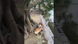 LOL, Try Not To Laugh Funny Dogs Shorts Moments Latest Funny Dog Videos 🐶😂😂 -EPS1004 #funnydogs