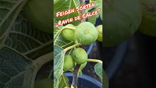 Feigensorte „Ravin de Calce“ #feigen #fruit #feigenbaum #fig