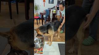 She will eat only if you tease her like this. #dog #gsd #funnydog