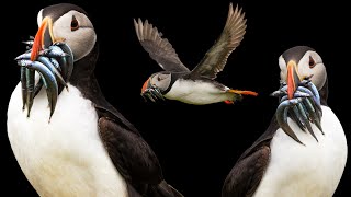 Puffin - Clown of the Sea | Carry up to 60 Fish at a time!