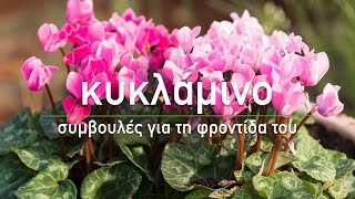 🌷 Κυκλάμινο: Συμβουλές για τη φροντίδα του - Τα Μυστικά του Κήπου