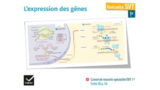 [eSVT] L'expression des gènes : la transcription et la traduction