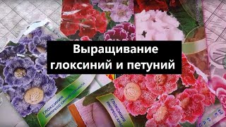 Моё увлечение цветами, глоксинии и петунии