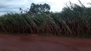 Capiaçu! As imagens falam por si só. #capiaçu #tombamento #agro