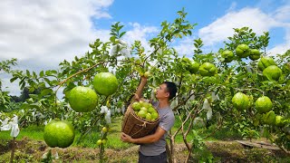 Harvest big guava fruit to market sell, 4 year living in forest, Toilet seat installation