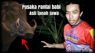 🔴RANTAI BABI ASLI TANAH JAWA...BEGINILAH BENTUK NYA