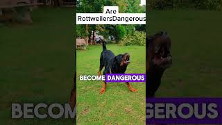 Are Rottweilers Dangerous #dogworld #rottweiler #dangerous #shorts