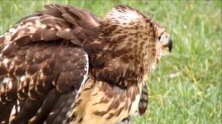 Watch moment hawk devours hapless seagull in city park in front of stunned passers-by