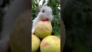 #cute  #rabbit0 15 2#dog #shortvideo #subscribe #shots #song