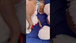 Does Your Dog Sleep Like This?🐕🤷‍♂️#dog #doglover #cutedog #pitbull #funnyvideo #shorts