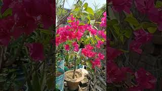 beautiful Bougainvillea 🥰🥰