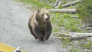 Female grizzly chased by large male