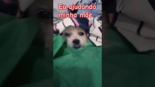 Eu ajudando minha mãe tirando um cochilo kkkk #comedia #motivacao #animal #cochilo #entretenimiento