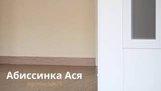 Абиссинская кошка