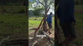 Fazendo cerca #agro #pecuaria #roça #pecuarista #vaca #nordeste