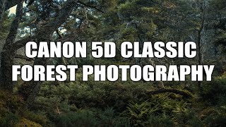 Canon 17-40mm f4 Forest Photography Tutorial 5d Classic