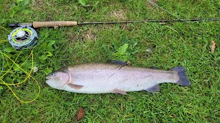 Fly fishing Woodington lakes trout fishery, Summer fly fishing, nice 5lb rainbow to the net.