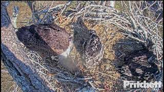 02 15 23 SWFL intruder Female run off by M15