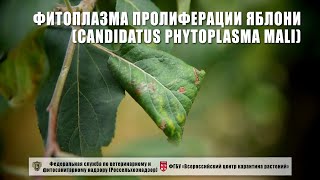 Фитоплазма пролиферации яблони (Candidatus Phytoplasma mali)