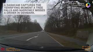 Tree Nearly Falls onto Driver