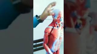 Muscles of the neck | human anatomy #humananatomyinhindi  #shortsfeed #shortvideos #shorts #ytshort