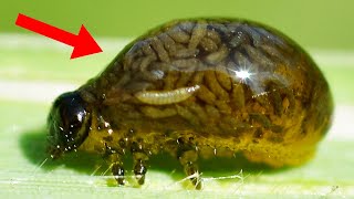 9 Most Terrifying Parasites That Control Their Victims!