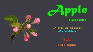 Apfelblüten, apple blossoms, flores de manzano, 4K, time lapse, trilingual, 2019