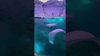 NEW Wild Arctic Experience | SeaWorld Orlando | Beluga Whales #short #seaworldorlando