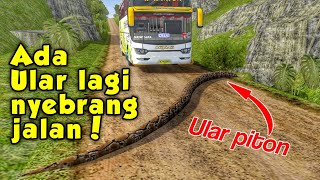 Ada ular piton lagi nyebrang jalan di BUSSID! Disini cara lokasinya