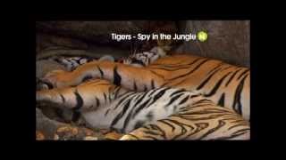 Tiger. Spy in the Jungle