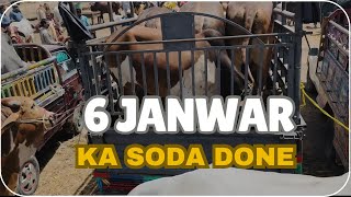 Alhamduillah 6 janwar ka soda done | Karachi with Hyderabad 🐄❤️ #mandi #qurban #2024