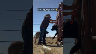 Practice makes perfect 🤠 #skylarfarming#farmlife#cattle#cowboys#cowgirls#california