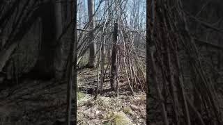 Live teepee made from living trees strung together