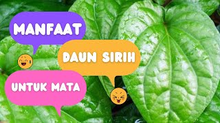 Manfaat Daun Sirih Untuk Mata Merah, Rabun, dan Minus. Apakah Bisa?