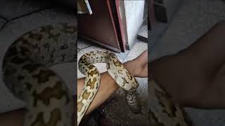 Indian python snake | python snake pet #python #indianpython