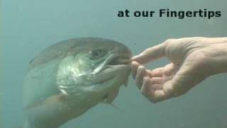 Steelhead hand feeding - "We have the Great Lakes at our fingertips" Gregory A.D.