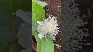 Thailand Guava flower தாய்லாந்து கொய்யா பூ #thailandguavaflower #shorts #gardenshorts #gardenervinu