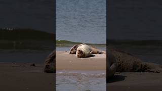 I filmed these Seals in the wild #shorts