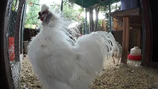 Bantam Silkie White Rooster Up Close!