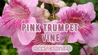 How To Care For Your Podranea Ricasoliana | Pink trumpet vine plant care