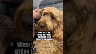 Why Am I Like This? Social anxiety has got me again. #funnydogs #dog #haircut