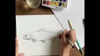 How to Draw a Cutthroat Trout