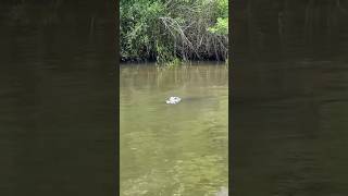 Alligator chilling in the canals #texas #alligator #fishing