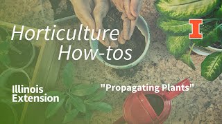 Horticulture How-to - How Do I Propagate My Snake Plant in Soil and Water?