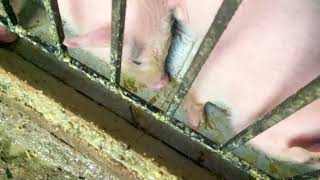 "Pig Farming in Paradise: How Living in a Peaceful Village Impacts the Industry" - Episode 3